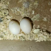 یک جفت عروس هلندی مولد همراه با تخم