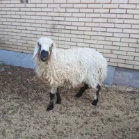 بره نر