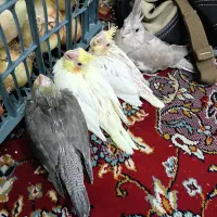 جوجه عروس هلندی