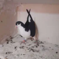 ماده چادوری ماده دمبی