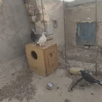 کبوتر