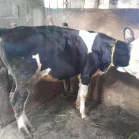 گوساله سیمینتال اصل لیشه