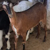 بزای چاق وکهره نر
