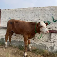 گوساله بندرترکمن