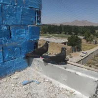 ۹ جفت کبوتر پرشی