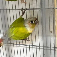 تعداد ۱۳ عدد آناناسی و دایلوت بالغ گرینچیک