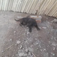 سگ پاکوتاه