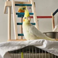 جفت عروس هلندی
