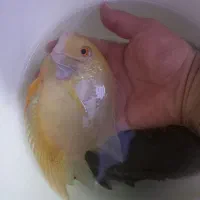 ماهی سورم زرد به اندازه کف دست