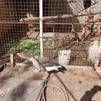 خروس  بقلمون جهت قربانی موجوده