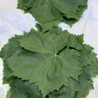 برگ مو تاز درجه یک