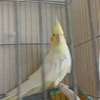عروس هلندی