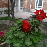 یک-حیاط-دویست-و-سیصد-متری