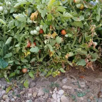 گوجه گیلاسی ،کدو خورشتی