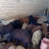 فروش بره نرو ماده چاق بزرگ و کوچک وگوسفند داشتی