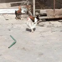 مرغ