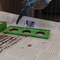 پرنده