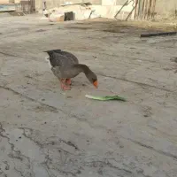 معاوضه غاز نر با مرغ وجوجه