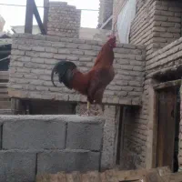 خروس