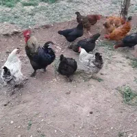 یک عدد  خروس جوان