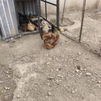 مرغ و خروس محلی معاوضه ...