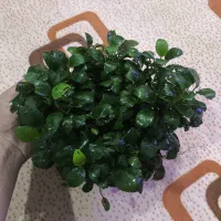 آنابیاس|ماهی|اهواز, معین زاده|دیوار