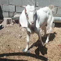 بزغاله.خوشکل