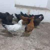 فروش تعدادی مرغ خانگی درجه ۱