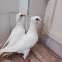 کبوتر دم زرد کلاهی