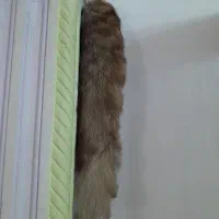 دمه روباه