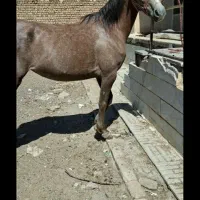 اسب مادیان دره شوری