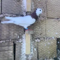 طوقی سرخ نر