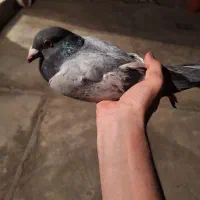 پلاکی نر