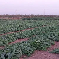 باغ
