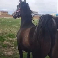 مادیان کورد همچی فول آبشن