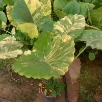 گل بابا آدم ابلق- وایت