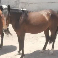 حیوانات