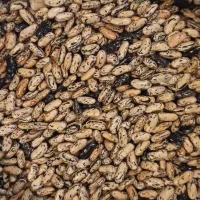پاچ باقلا و چیتی اصل ضیابری