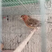 ماده قناری سوخته