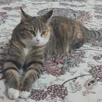 گربه فرار کرده از خونه