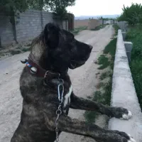 سگ خراسانی اصیل