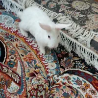 خرگوش