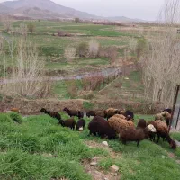 لبنیات گوسفندی خالص