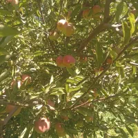 اجاره باغ سیب سفیدوقرمز درجه یک