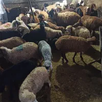 باسکول زنده در محل