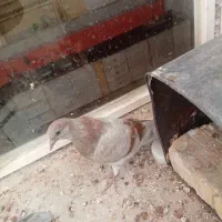 جوجه کبوتر کاغذی دوخط