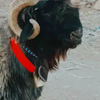 کوهه قوچ روزگازی