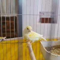 قناری ماده