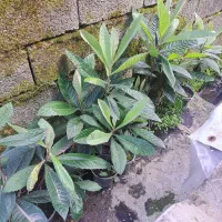 ازگیل ژاپنی (انبوه)فقط* ۵۰ تومن*