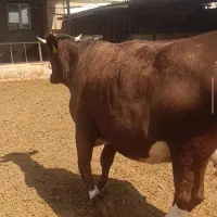 گاو